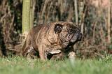 BULLDOG ANGLAIS 080